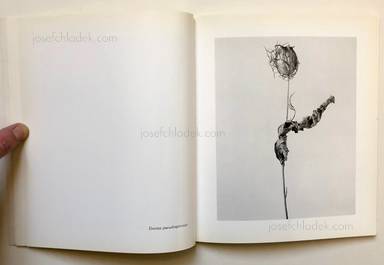 Sample page 1 for book  Joan Fontcuberta – Herbarium