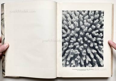 Sample page 2 for book Oskar Prochnow – Formenkunst der Natur