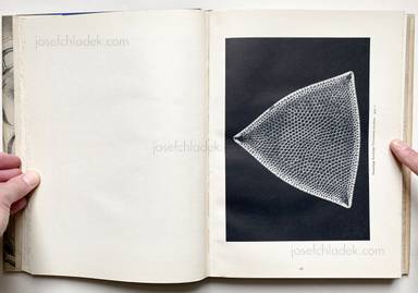 Sample page 6 for book Oskar Prochnow – Formenkunst der Natur