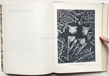 Sample page 15 for book Oskar Prochnow – Formenkunst der Natur
