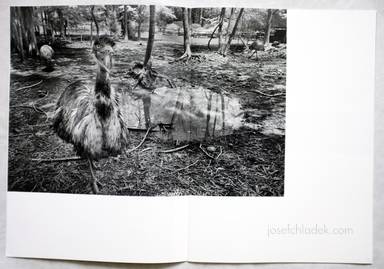 Sample page 1 for book  Hisako Sakurai – Dromaius-鳥